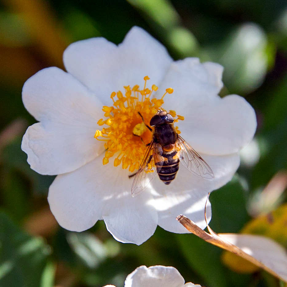 Abeille sur fleur